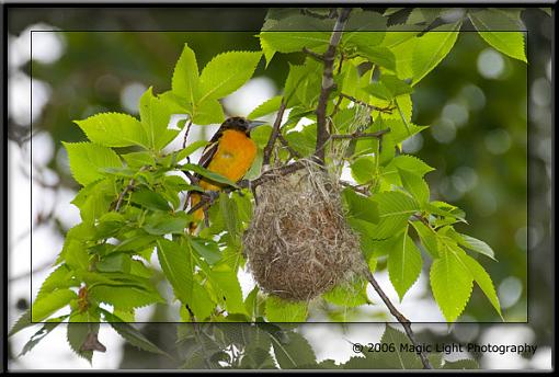 Bird ID summer 06-crw_3530.jpg