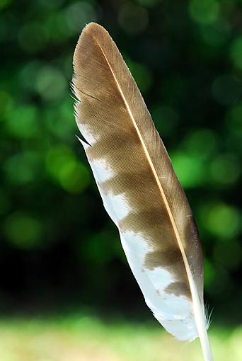 Bird ID summer 06-feather.jpg