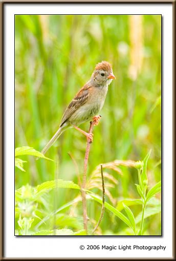 Bird ID summer 06-crw_3550.jpg