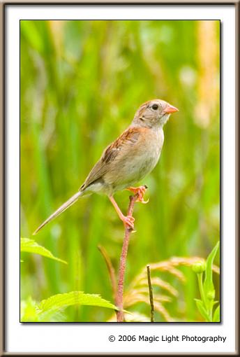 Bird ID summer 06-crw_3551.jpg