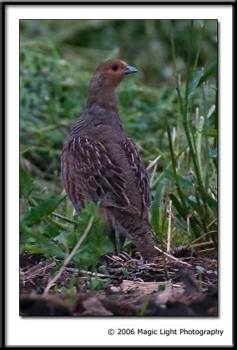 Bird ID summer 06-crw_2869.jpg