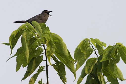 Bird ID summer 06-bird-id.jpg