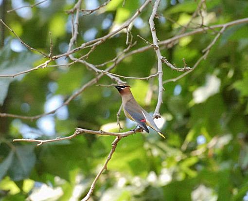 Bird ID summer 06-cedar-waxwing.jpg