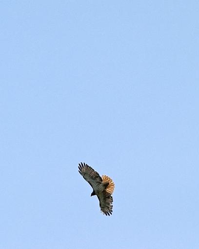 Bird ID summer 06-hawk-id.jpg