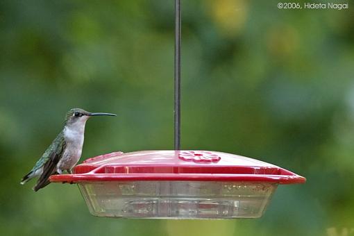 Bird ID summer 06-hummingbird-id-1b.jpg