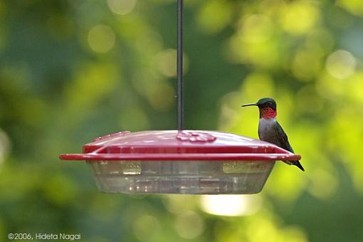 Bird ID summer 06-hummingbird-id-2a.jpg