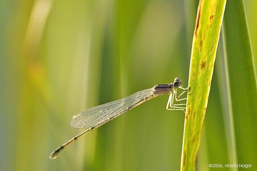 Harsh Lighting for Macros - Embrace It!-damselfly.jpg