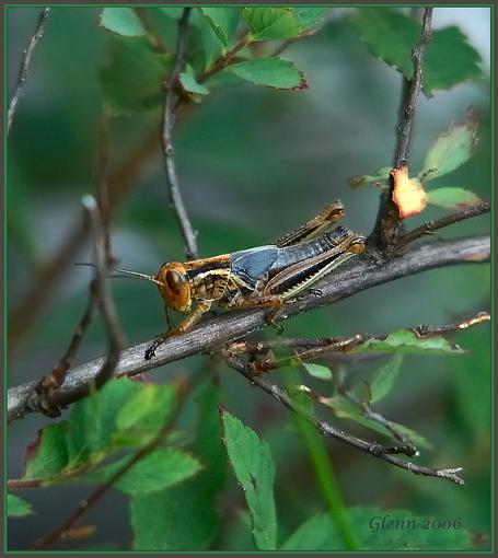 American Bird ???-american-bird-grasshopper.jpg