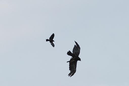 Bird Shots - trying to get a handle on it-flight-attack.jpg