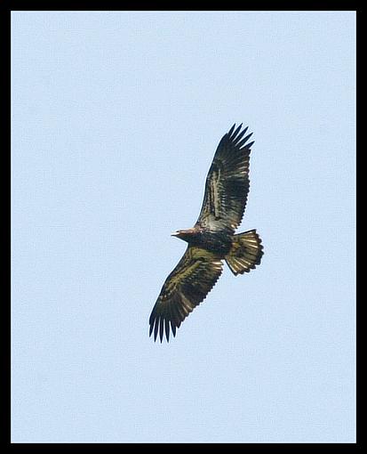 The real AMERICAN BIRD-eagleduke1605.jpg