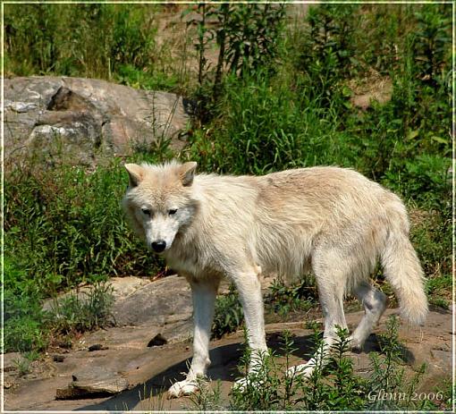 Alpha Male-artic-white-wolf.jpg