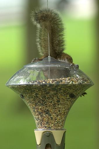 Determined Little Suckers-squirrel-antics-1.jpg