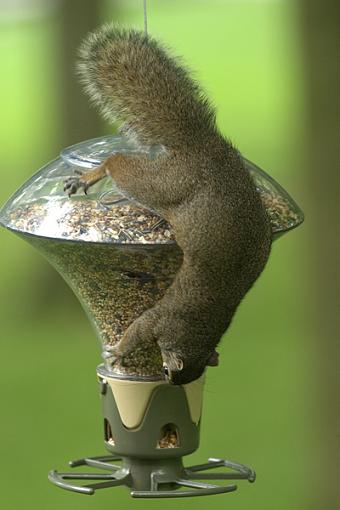 Determined Little Suckers-squirrel-antics-2.jpg