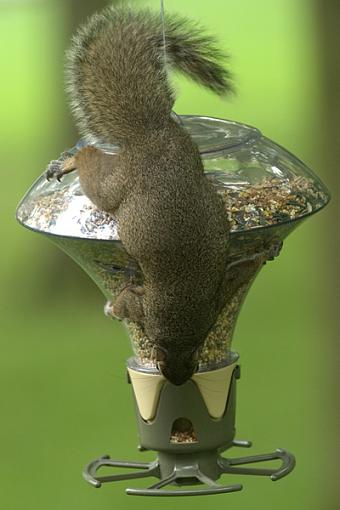 Determined Little Suckers-squirrel-antics-3.jpg