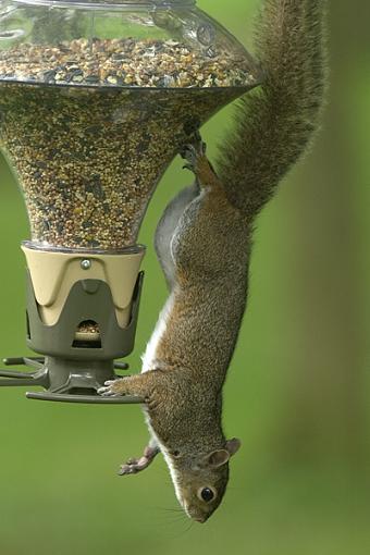 Determined Little Suckers-squirrel-antics-4.jpg