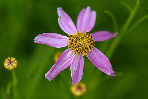 A few flowers..-dsc_1530-2-640.jpg