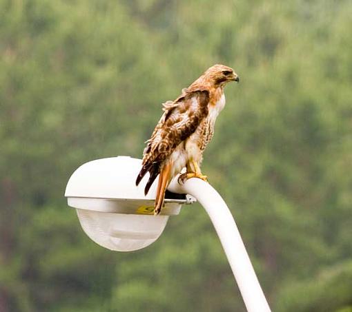 Hawk on the street light infront of my house.-hawk1.jpg