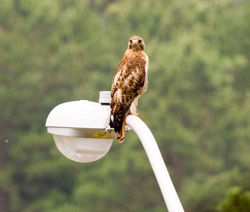 Hawk on the street light infront of my house.-hawk2.jpg