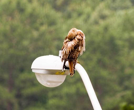 Hawk on the street light infront of my house.-hawk3.jpg