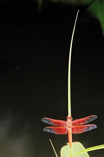 Bug ID please...-02060008_h640.jpg