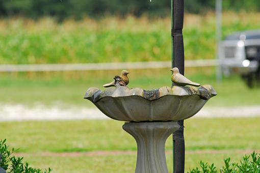 I Keep Saying I'm Not A Birder...-dsc_0040pr.jpg