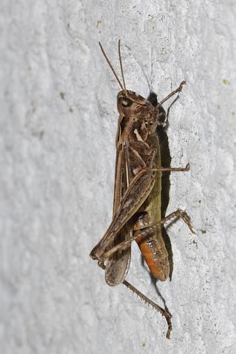 Vanessids-vv9w9455.jpg