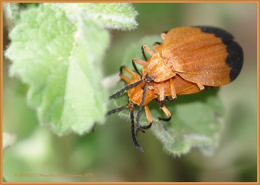 Warning..... PROCREATION THREAD-bugporn.jpg