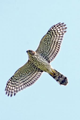 Horrible falcon pic-c38d4583pr.jpg