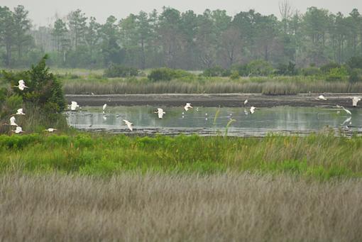 Some Shots From The Non-Birder-prdsc_0355.jpg