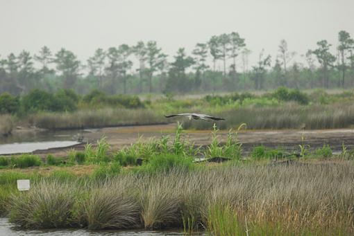 Some Shots From The Non-Birder-prdsc_0365.jpg