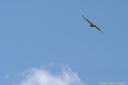 My first hawk and a few others-first-hawk.jpg