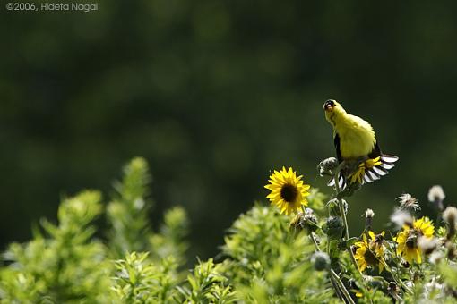 My first hawk and a few others-funny-finch.jpg