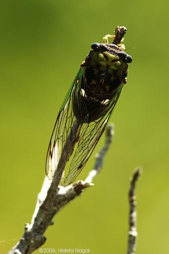 My first hawk and a few others-cicada.jpg