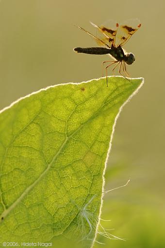 My first hawk and a few others-dragonfly.jpg