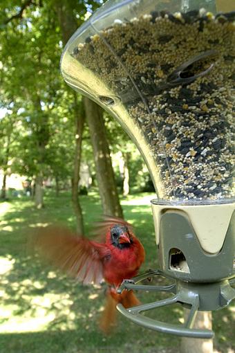 Click image for larger version.&nbsp;

Name:	Wide Angle Birds 1.jpg&nbsp;
Views:	336&nbsp;
Size:	163.3 KB&nbsp;
ID:	30588