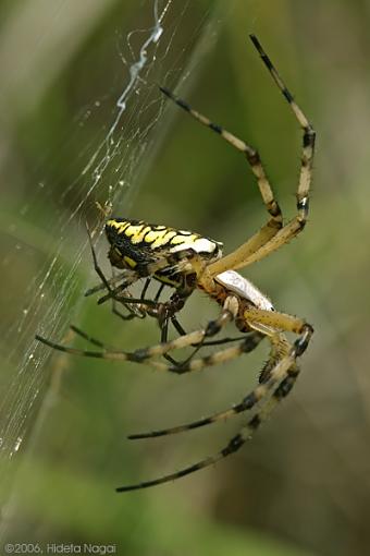 Click image for larger version.&nbsp;

Name:	Spiders 4.jpg&nbsp;
Views:	75&nbsp;
Size:	155.8 KB&nbsp;
ID:	30599