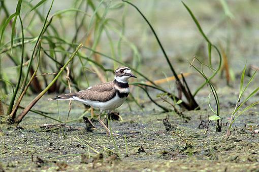 Bird ID August 06-4948w.jpg