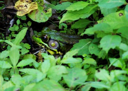 Frog ID please-100_2310.jpg