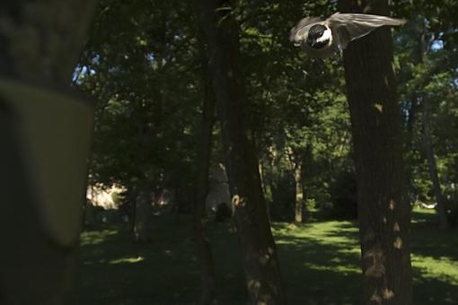 Shooting Birds with a Wide Angle-wide-angle-birds-sample-2.jpg