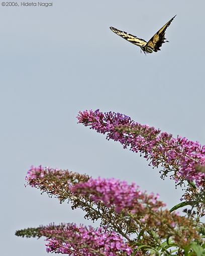 Click image for larger version.&nbsp;

Name:	Flying Stuff 3.jpg&nbsp;
Views:	60&nbsp;
Size:	189.3 KB&nbsp;
ID:	30768