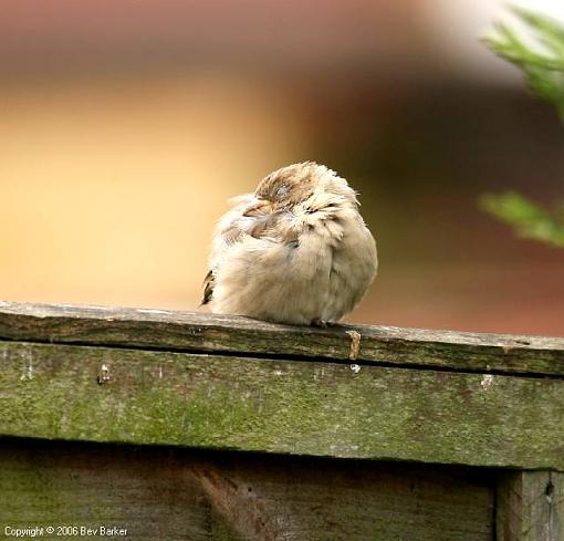 Sleepy chicks-bevb7066.jpg