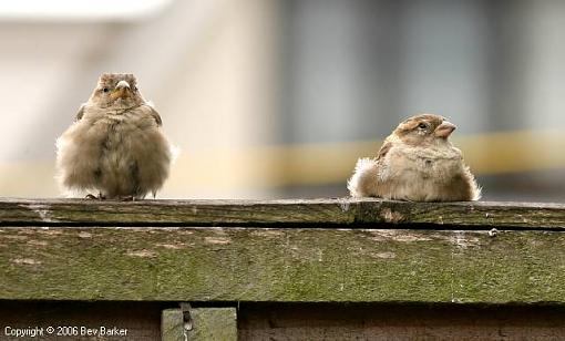 Sleepy chicks-bevb7123.jpg