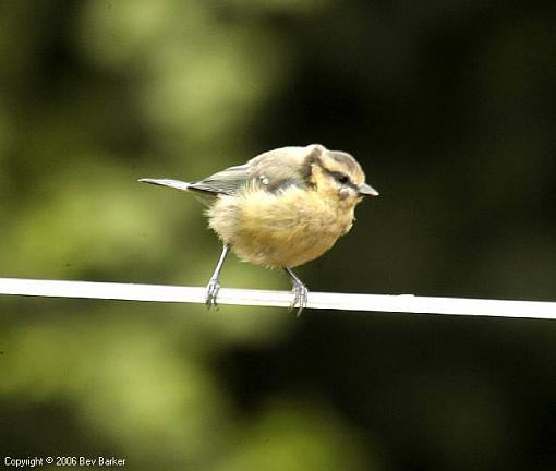 Ticks on my birds!-bevb6279.jpg