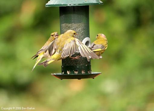 Ticks on my birds!-img_8004.jpg