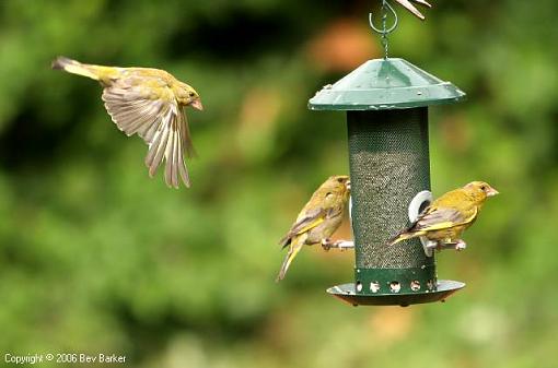 Ticks on my birds!-img_8001.jpg