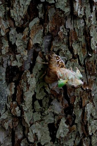 Emerging cicada-100_2536.jpg