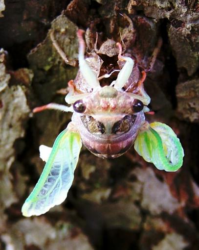 Emerging cicada-100_2577.jpg