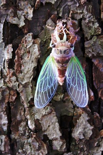 Emerging cicada-100_2602.jpg