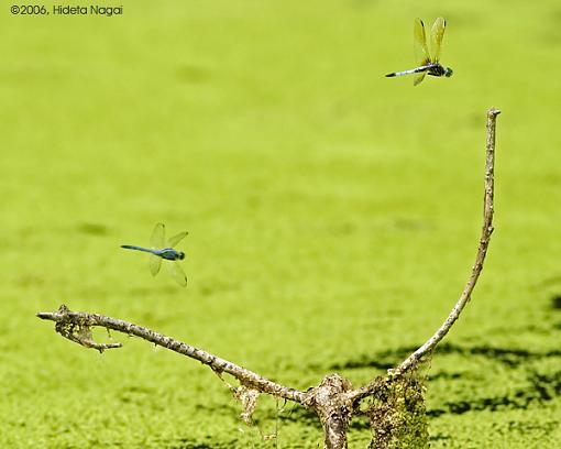 A Pond a Some Dragonflies-dragonfly-fly-3.jpg