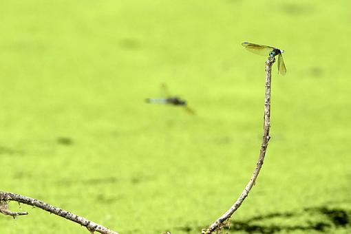 A Pond a Some Dragonflies-dragonfly-fly-4.jpg